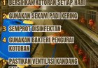 Tips Efektif Agar Kandang Ayam Tidak Bau dan Lebih Sehat