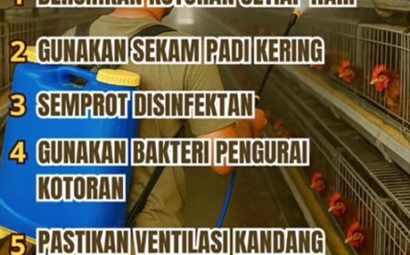 Tips Efektif Agar Kandang Ayam Tidak Bau dan Lebih Sehat