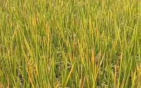 Ilmu Padi dalam Kehidupan: Antara Pangan, Ekonomi, dan Nilai Sosial