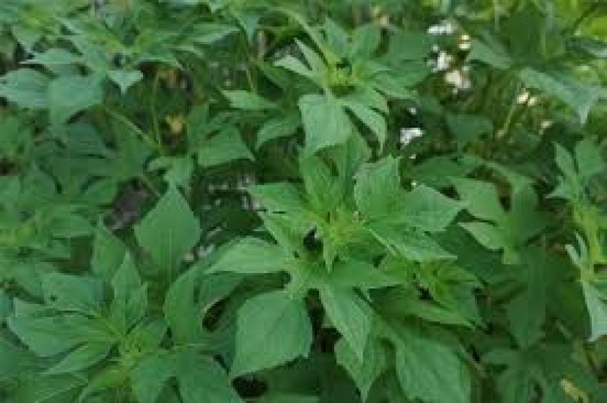 Keampuhan Daun Insulin: Herbal Alami Penurun Gula Darah yang Kian Diminati