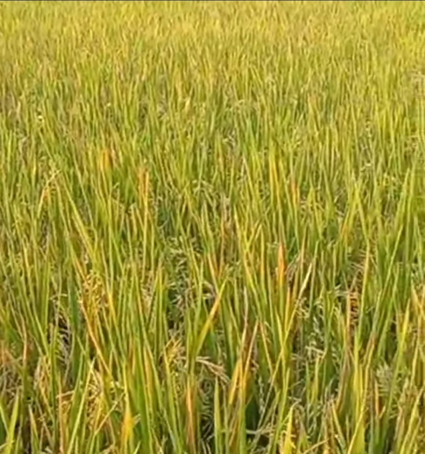 Ilmu Padi dalam Dunia Akademik: Dari Lahan Sawah ke Ruang Riset