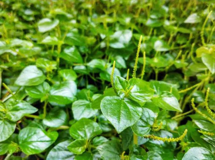 Inilah Beberapa Pengobatan Tradisional Dengan Daun Kaca-Kaca: