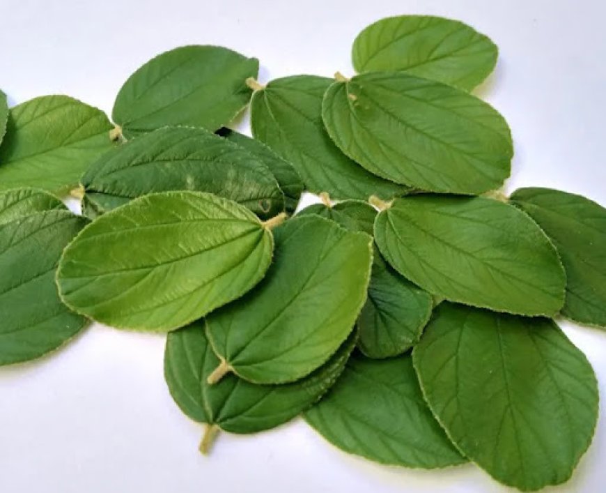 Dikenal Sebagai Obat Tradisional, Sebenarnya Apa Itu Daun Bidara?
